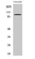 Synphilin-1 Polyclonal Antibody