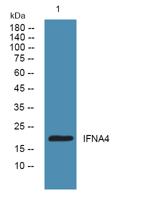 IFNA4 Polyclonal Antibody