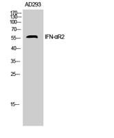 IFN-αR2 Polyclonal Antibody