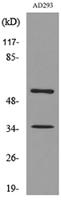 IFN-αR2 Polyclonal Antibody