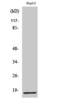 IFN-γ Polyclonal Antibody