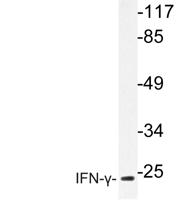 IFN-γ Polyclonal Antibody