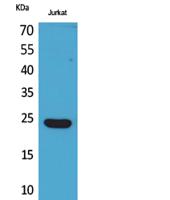 IFN-ε Polyclonal Antibody