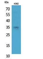 Syntaxin 1 Polyclonal Antibody