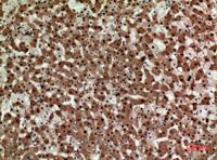 Syntaxin 1 Polyclonal Antibody