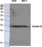 Syntaxin 1 Polyclonal Antibody