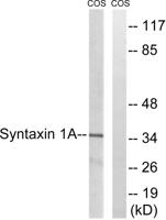 Syntaxin 1 Polyclonal Antibody