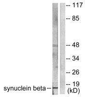 Synuclein-β Polyclonal Antibody