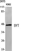 SYT Polyclonal Antibody