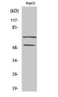 SYT Polyclonal Antibody