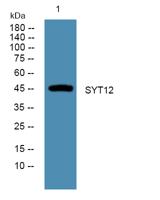 SYT12 Polyclonal Antibody