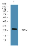 T106C Polyclonal Antibody