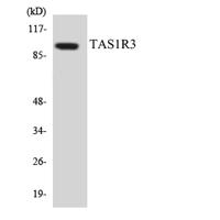 T1R3 Polyclonal Antibody