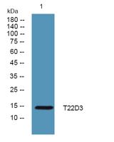 T22D3 Polyclonal Antibody