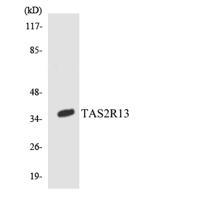 T2R13 Polyclonal Antibody