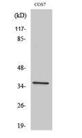 Fos B Polyclonal Antibody