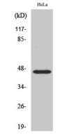 FoxB2 Polyclonal Antibody