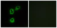 Olfactory receptor 5M1 Polyclonal Antibody