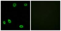 Olfactory receptor 5L1/2 Polyclonal Antibody