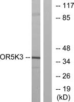 Olfactory receptor 5K3 Polyclonal Antibody