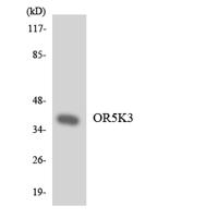 Olfactory receptor 5K3 Polyclonal Antibody