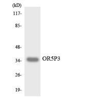 Olfactory receptor 5P3 Polyclonal Antibody