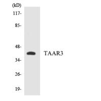 TAAR3 Polyclonal Antibody