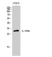 IL-15Rα Polyclonal Antibody