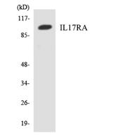 IL-17Rα Polyclonal Antibody