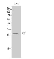 ALY Polyclonal Antibody