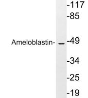 Ameloblastin Polyclonal Antibody