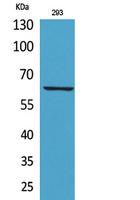 IL-18R Polyclonal Antibody