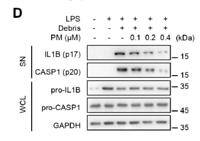 IL-1β Polyclonal Antibody