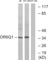 Olfactory receptor 6Q1 Polyclonal Antibody