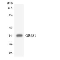 Olfactory receptor 6S1 Polyclonal Antibody