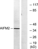 AMID Polyclonal Antibody