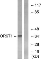 Olfactory receptor 6T1 Polyclonal Antibody