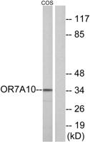 Olfactory receptor 7A10 Polyclonal Antibody