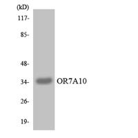 Olfactory receptor 7A10 Polyclonal Antibody