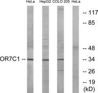 Olfactory receptor 7C1 Polyclonal Antibody