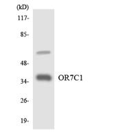 Olfactory receptor 7C1 Polyclonal Antibody