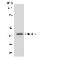 Olfactory receptor 7C2 Polyclonal Antibody