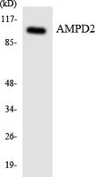 AMPD2 Polyclonal Antibody