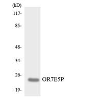 Olfactory receptor 7E5P Polyclonal Antibody