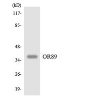 Olfactory receptor 89 Polyclonal Antibody