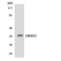 Olfactory receptor 8D1 Polyclonal Antibody