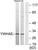 14-3-3 ε Polyclonal Antibody