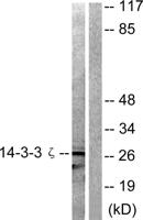 14-3-3 ζ Polyclonal Antibody