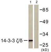 14-3-3 ζ/δ Polyclonal Antibody