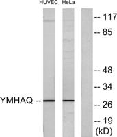 14-3-3 θ Polyclonal Antibody